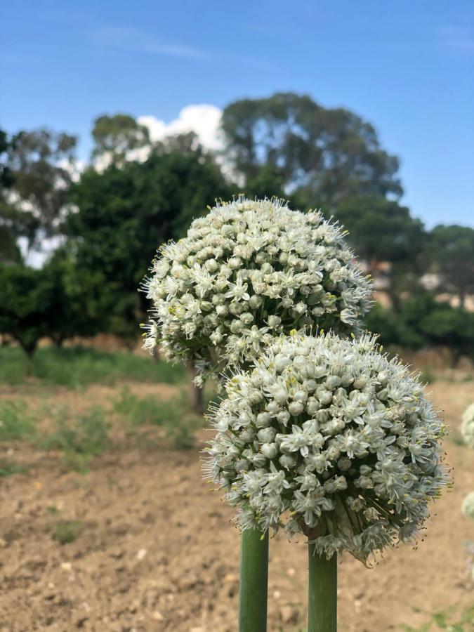 Agrialma Hotel Agrigento Kültér fotó